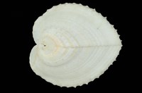 藏品(雞心蛤)的圖片